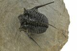 Beautiful Spiny Cyphaspis Trilobite - Morocco #312260-1